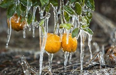 frost_in_florida_02