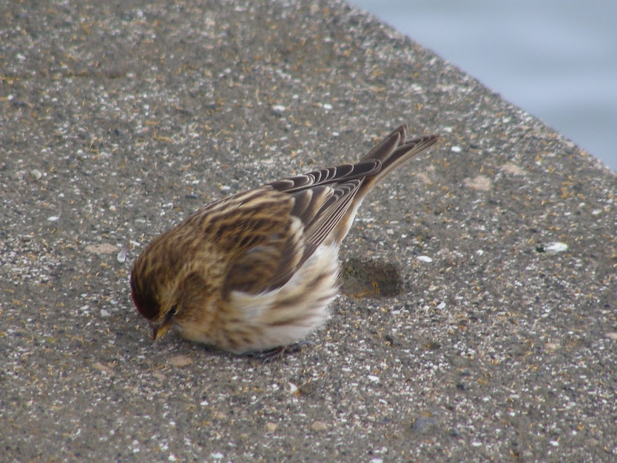 Sparrow or Tiu
