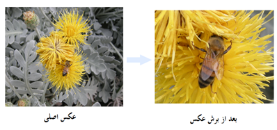 گل و زنبور - نحوه برش عکس