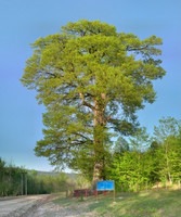 عکس پانوراما -  درخت بلوط 420 ساله