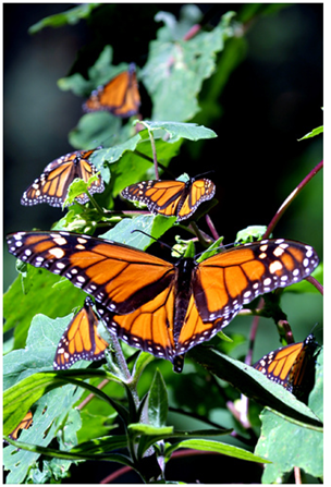 fotografía de la mariposa monarca por Salvador Solorzano