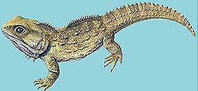 Sphenodon-Living-fossil-reptile
