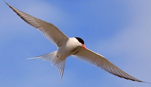 Stemaparadisaea-Longest-distance-flying-birds