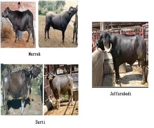 cattle-buffelo-breeds