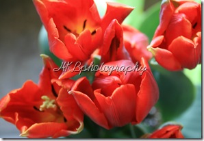 tulipbirdseye