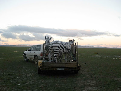 zebras on a trailer