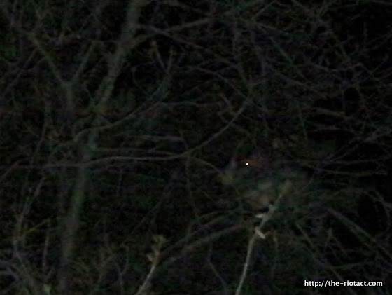 possums
