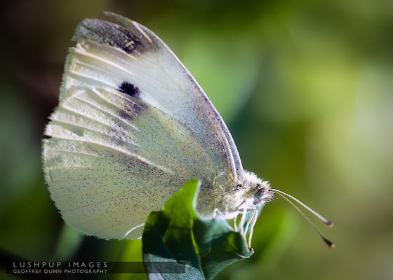 Butterfly by reddog