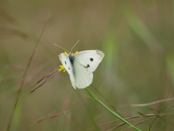 butterfly by belles