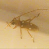 Ivory-marked beetle