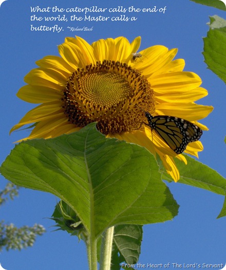 master calls a butterfly