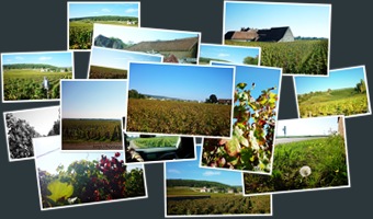 檢視 Winery scene @ Burgundy 2010