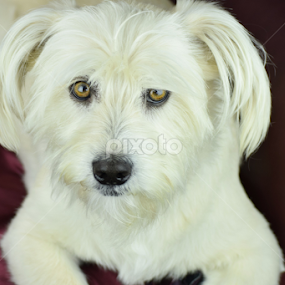 My dog by Beate P - Animals - Dogs Portraits