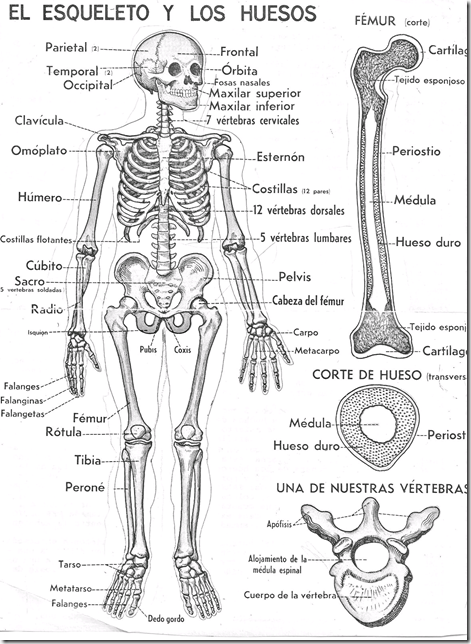 El esqueleto y los huesos para colorear
