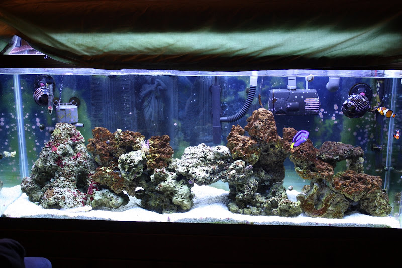 Brown Algae on Rocks (not Diatom) | Reef Sanctuary