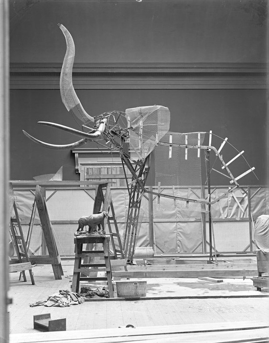 Exhibition Preparations at the American Museum of Natural History