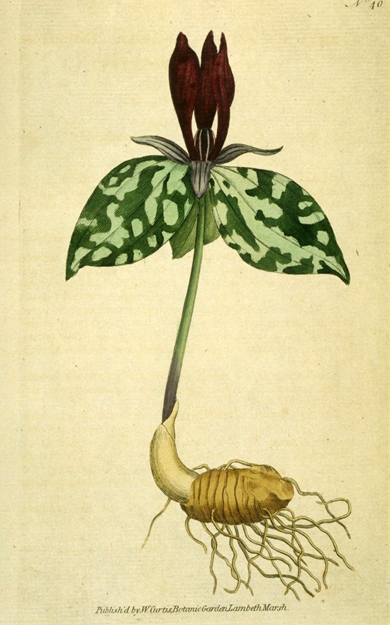 Curtis's Botanical Magazine