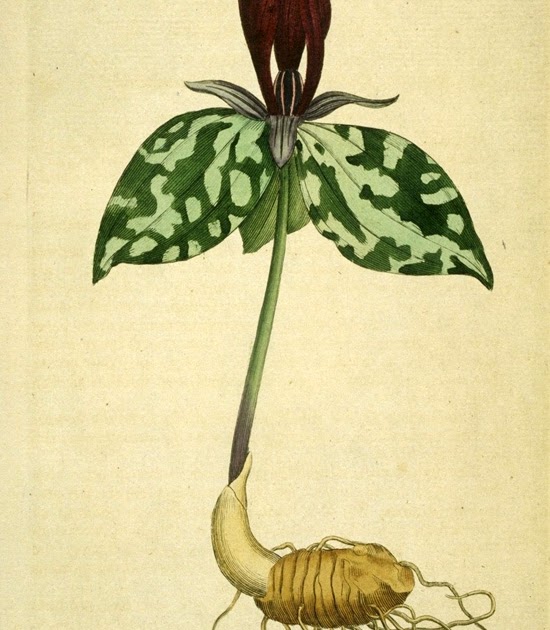 Pruned: Curtis's Botanical Magazine