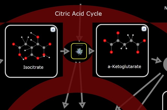 [CitricAcid cycle[15].jpg]