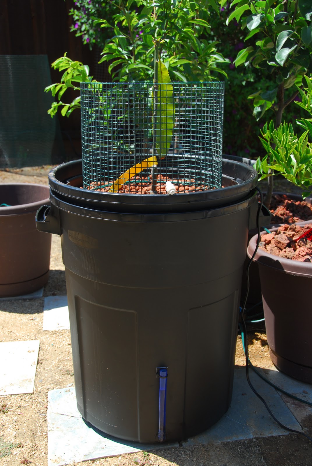 MANGO69 Hydroponic containers kind of finished.