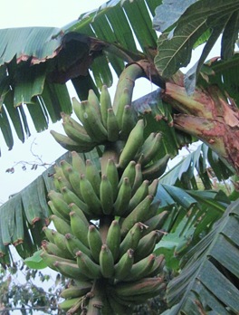 IMG_3130 IMG_3130