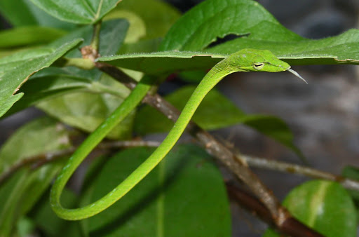 green oriental whip snake | Aussie Pythons and Snakes