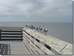 5789 Seagulls South Padre Island Texas