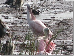 5813 Roseate Spoonbill South Padre Island Texas