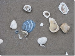 5201 Early Morning Sea Shell Hunting South Padre Island Texas