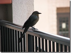 5478 Bird on balcony railing at Ramada Inn South Padre Island Texas