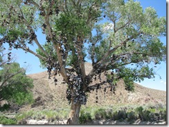 2493 Loneliest Road - Lincoln Highway Shoe Tree between Austin & Fallon NV