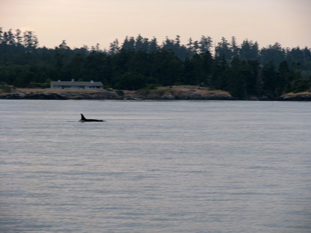 [4994 Orca Whale Watching Victoria BC[2].jpg]