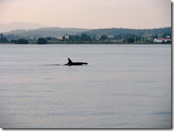 5002 Orca Whale Watching Victoria BC