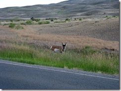 5802 Pronghorn Antelope near Roosevelt Arch Yellowstone National Park