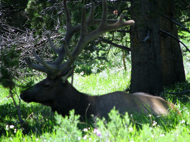 [9292 Elk near South Rim Road YNP WY[2].jpg]