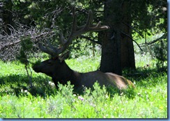 9294 Elk near South Rim Road YNP WY