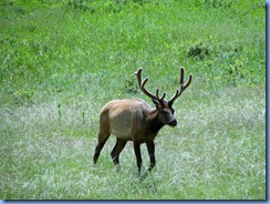 8604 Elk on Bear Lake Road RMNP