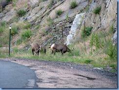 8444 Big Horn Sheep on US 34 to RMNP