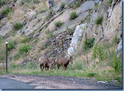 8445 Big Horn Sheep on US 34 to RMNP