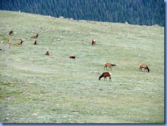 8589 Mule Deer on US 34 EB through RMNP