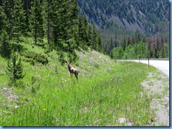 8674 Mule Deer Snowy Range Scenic Byway WY