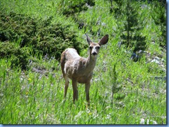 8678 Mule Deer Snowy Range Scenic Byway WY