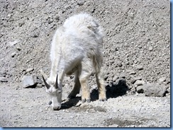 9568 Mountain Goat Going To The Sun Road GNP MT