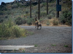 1523 Deer at Lava Beds National Monument CA