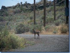 1524 Deer at Lava Beds National Monument CA
