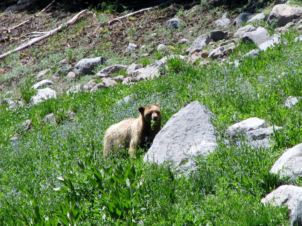 [1701 A Blonde Black Bear Lassen Volcanic National Park CA[3].jpg]