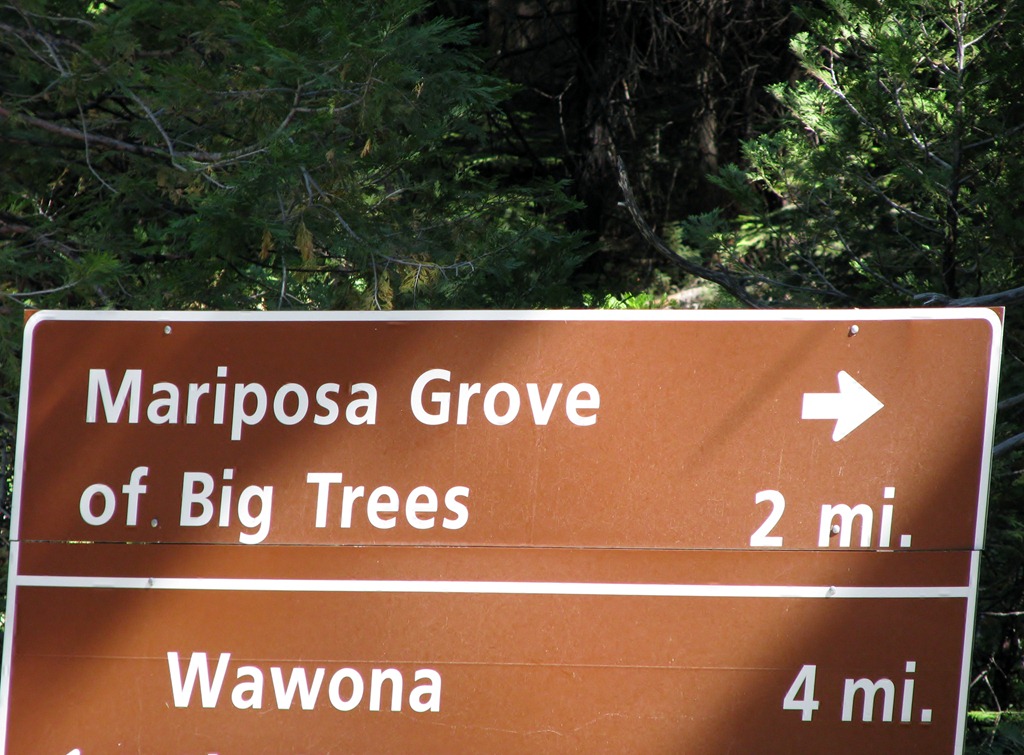 [2166 Mariposa Grove Sequoia Trees YNP CA[3].jpg]