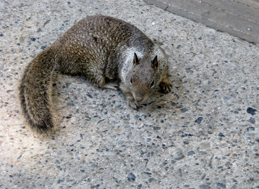 [2383 California Ground Squirrel Cedar Grove Visitor Center CA[3].jpg]