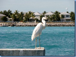 7297 Key West FL - Conch Tour Train 1st stop Mallory Square - Great White Heron
