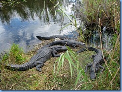 7422 Everglades National Park FL- Royal Palm Anhinga Trail - alligators